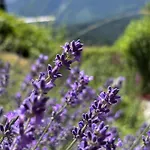 Purplus Tatil Evi *